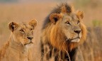 Ученые посчитали количество львов в Африке