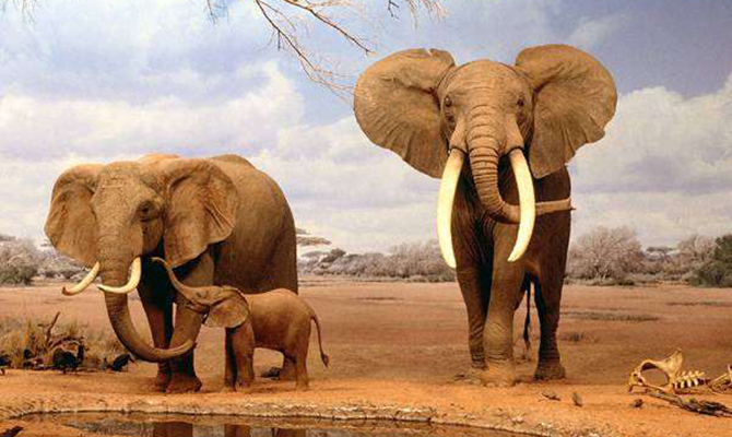 Конференция СИТЕС запретила продажу африканских слонов в зоопарки и цирки