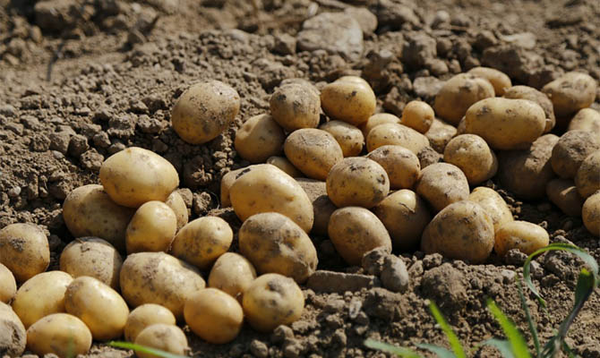 Украина рекордными темпами наращивает импорт картофеля