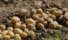 В Украине подешевел картофель