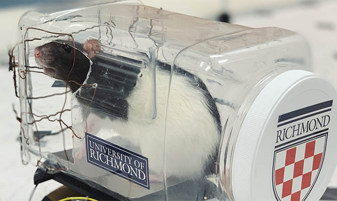 Ученые научили крыс водить автомобили и получать от этого удовольствие