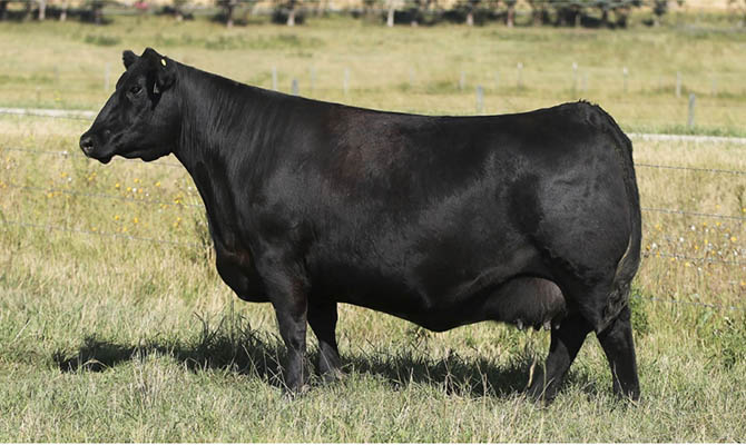 В Канаде продали корову за рекордные $106 тысяч