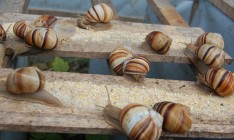 Украина бьет рекорды по поставкам улиток в ЕС