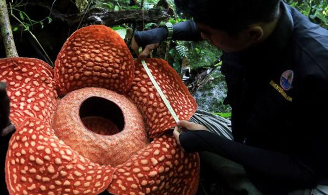 В джунглях Индонезии нашли самый большой цветок в мире