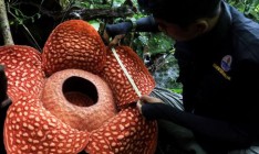 В джунглях Индонезии нашли самый большой цветок в мире