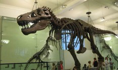 В Канаде обнаружили новый вид тираннозавра