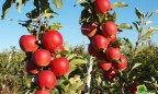 Классические и уникальные саженцы яблони от садового центра
