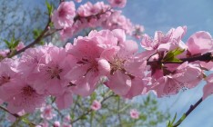 Из-за морозов Украина может потерять значительную часть урожая ягод и фруктов