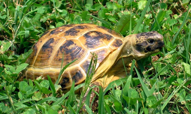 Жительницу Италии оштрафовали за выгул черепахи