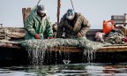 Промышленный вылов рыбы в Азовском море увеличился почти в четыре раза