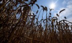Минэкономики снизило прогноз урожая зерновых в Украине