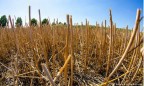 Одесская область из-за засухи потеряла половину озимых зерновых
