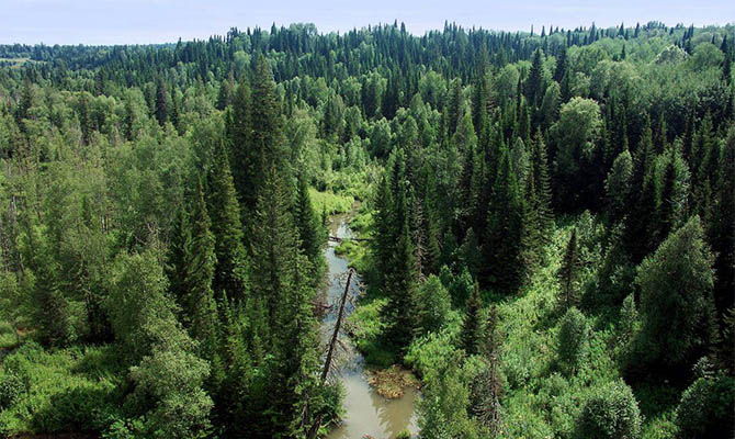 Рада приняла закон об инвентаризации лесов
