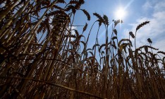 В Украине рухнуло производство сельхозпродукции