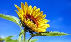 Кабмин определил символ Дня памяти защитников Украины