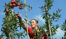 В Украине сильнее всего подорожали яблоки, морковь и гречка