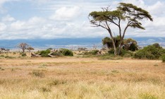 За 50 лет популяции диких животных сократились в среднем на две трети