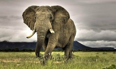Намибия выставила на продажу 170 диких слонов