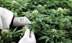 Депутаты предлагают узаконить оборот конопли в медицинских целях, - законопроект