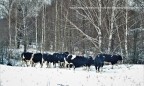 В Чернобыльском заповеднике появилось стадо одичавших коров