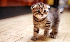 В Корее на коронавирус будут тестировать кошек и собак