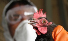 Под Киевом ввели карантин из-за птичьего гриппа