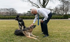 Овчарку Байдена отправят на дрессировку из-за проблем с поведением