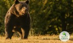 Принца Лихтенштейна обвинили в убийстве самого крупного бурого медведя в Румынии
