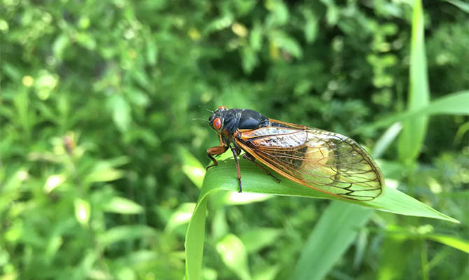 Восточные штаты США атаковали огромные полчища цикад