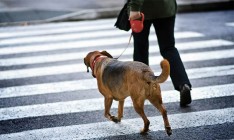 В Тель-Авиве с помощью ДНК будут выявлять хозяев, не убирающих за собаками