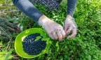 На сбор лесных ягод Финляндия ожидает более полутысячи заробитчан из Украины