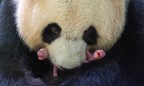 Во французском зоопарке родились панды-близнецы