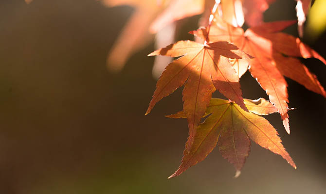 В Украине в ближайшие дни будет тепло и сухо