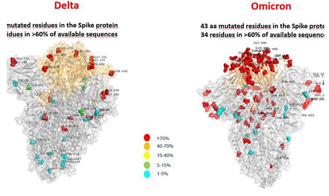 Итальянские медики показали изображение белка штамма омикрон