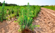 Чиновники отчитались о высадке в 2021 году 240 млн деревьев