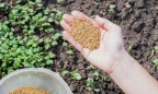 Как выбирать семена? Советы начинающему огороднику