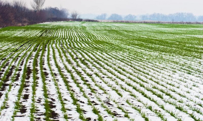 Умрихін: Перепади температури можуть пошкодити посіви озимих